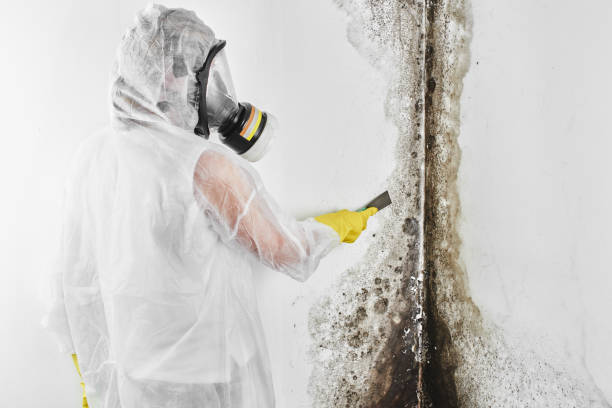 Longtown, OK Mold Removal Company