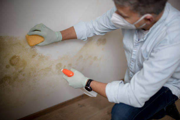 Best Best Mold Removal Companies  in Longtown, OK