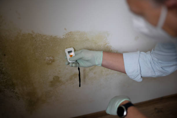 Best Residential Mold Removal  in Longtown, OK