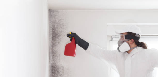  Longtown, OK Mold Removal Pros