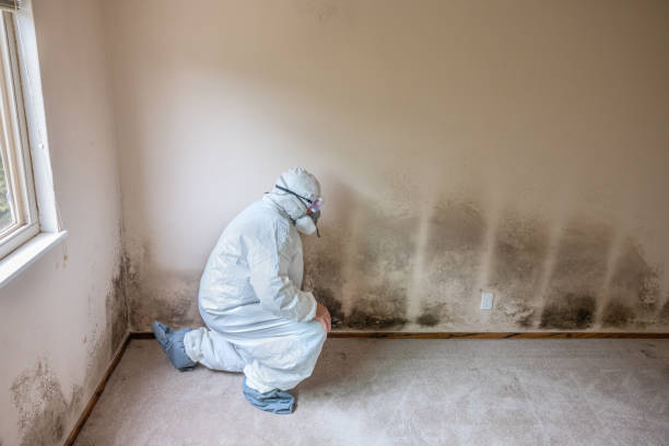 Mold Removal Process in Longtown, OK