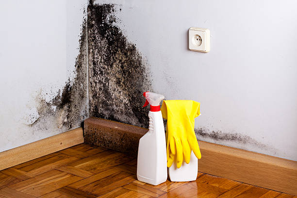 Best Toxic Mold Removal  in Longtown, OK