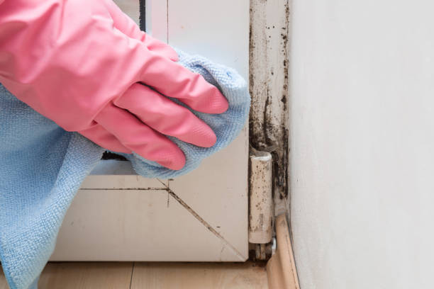 Certified Mold Removal in Longtown, OK