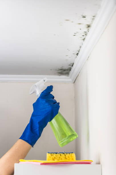 Mold Testing and Removal in Longtown, OK